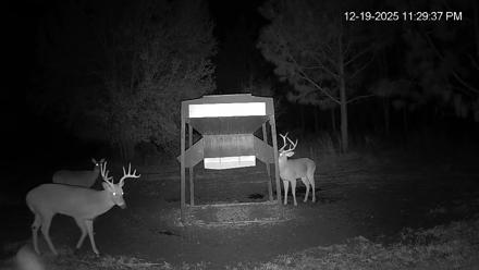 Leesburg Georgia Live Deer Feeder Webcam - Dec 19, 2025, 11:29pm EST