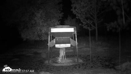 Leesburg Georgia Live Deer Feeder Webcam - Oct 5, 2026, 2:37am EDT