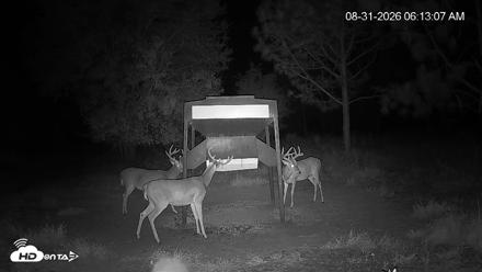 Leesburg Georgia Live Deer Feeder Webcam - Aug 31, 2026, 6:12am EDT