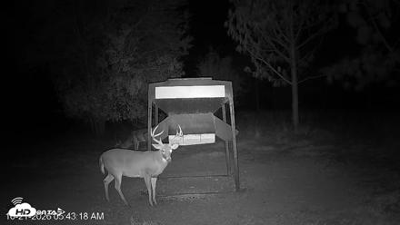 Leesburg Georgia Live Deer Feeder Webcam - Oct 21, 2026, 5:43am EDT