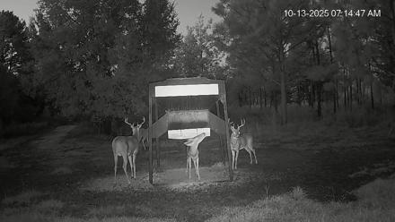 Leesburg Georgia Live Deer Feeder Webcam - Oct 13, 2025, 7:15am EDT