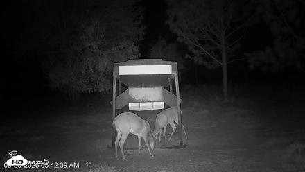 Leesburg Georgia Live Deer Feeder Webcam - Sep 30, 2026, 5:42am EDT