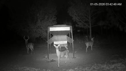 Leesburg Georgia Live Deer Feeder Webcam - Jan 5, 2026, 3:43am EST