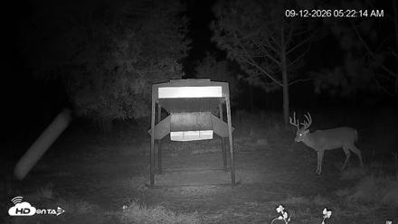 Leesburg Georgia Live Deer Feeder Webcam - Sep 12, 2026, 5:22am EDT