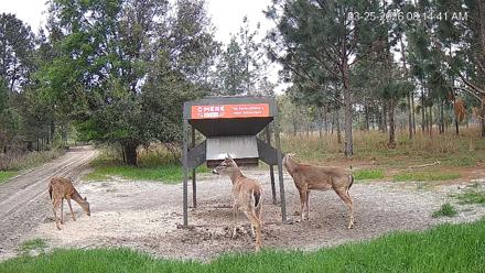 Leesburg Georgia Live Deer Feeder Webcam - Mar 25, 2026, 8:14am EDT
