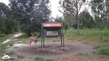 Leesburg Georgia Live Deer Feeder Webcam - Aug 28, 2026, 7:39pm EDT