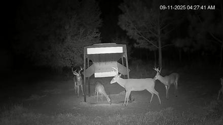 Leesburg Georgia Live Deer Feeder Webcam - Sep 11, 2025, 4:28am EDT
