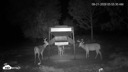 Leesburg Georgia Live Deer Feeder Webcam - Sep 21, 2026, 5:55am EDT