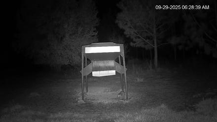 Leesburg Georgia Live Deer Feeder Webcam - Sep 29, 2025, 6:28am EDT