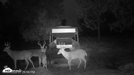 Leesburg Georgia Live Deer Feeder Webcam - Oct 9, 2026, 7:29pm EDT