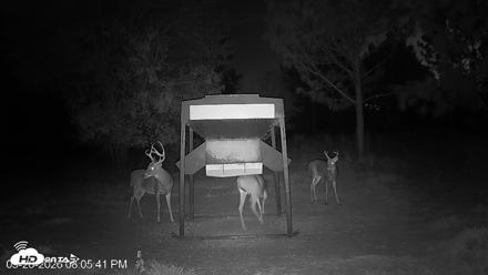 Leesburg Georgia Live Deer Feeder Webcam - Sep 26, 2026, 8:05pm EDT