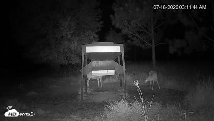 Leesburg Georgia Live Deer Feeder Webcam - Jul 18, 2026, 3:11am EDT