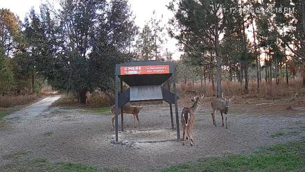 Leesburg Georgia Live Deer Feeder Webcam - Jan 12, 2026, 5:43pm EST