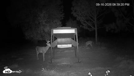 Leesburg Georgia Live Deer Feeder Webcam - Sep 16, 2026, 8:39pm EDT