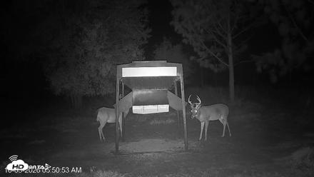Leesburg Georgia Live Deer Feeder Webcam - Oct 3, 2026, 5:50am EDT