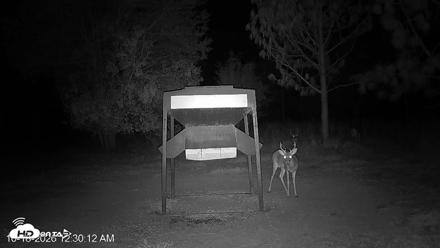 Leesburg Georgia Live Deer Feeder Webcam - Oct 18, 2026, 12:30am EDT