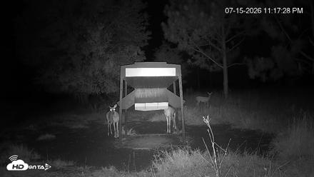 Leesburg Georgia Live Deer Feeder Webcam - Jul 15, 2026, 11:17pm EDT