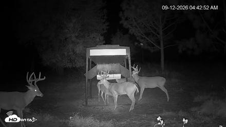 Leesburg Georgia Live Deer Feeder Webcam - Sep 12, 2026, 4:43am EDT