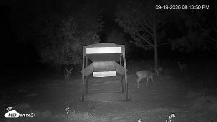 Leesburg Georgia Live Deer Feeder Webcam - Sep 19, 2026, 8:14pm EDT