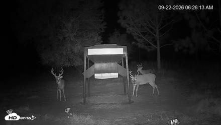 Leesburg Georgia Live Deer Feeder Webcam - Sep 22, 2026, 6:26am EDT