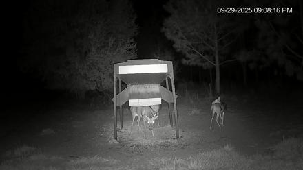 Leesburg Georgia Live Deer Feeder Webcam - Sep 29, 2025, 9:08pm EDT