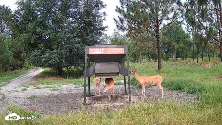 Leesburg Georgia Live Deer Feeder Webcam - Jun 20, 2026, 8:07pm EDT