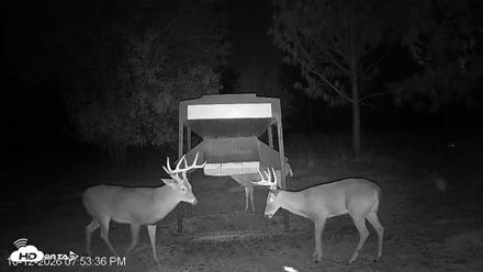 Leesburg Georgia Live Deer Feeder Webcam - Oct 12, 2026, 7:54pm EDT