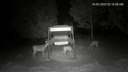 Leesburg Georgia Live Deer Feeder Webcam - Oct 5, 2025, 2:10am EDT