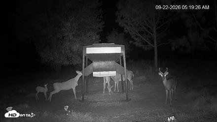 Leesburg Georgia Live Deer Feeder Webcam - Sep 22, 2026, 5:20am EDT
