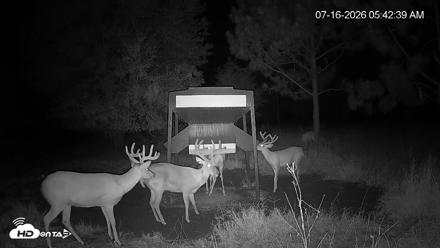 Leesburg Georgia Live Deer Feeder Webcam - Jul 16, 2026, 5:42am EDT