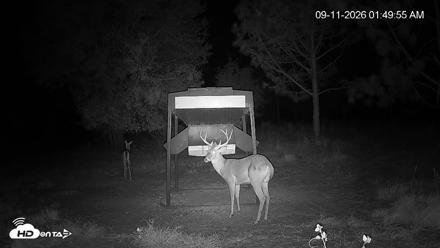 Leesburg Georgia Live Deer Feeder Webcam - Sep 11, 2026, 1:50am EDT