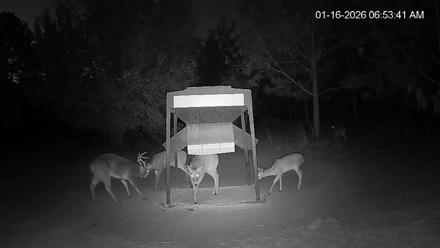 Leesburg Georgia Live Deer Feeder Webcam - Jan 16, 2026, 6:53am EST