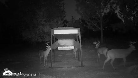 Leesburg Georgia Live Deer Feeder Webcam - Sep 30, 2026, 7:58pm EDT