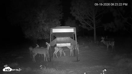 Leesburg Georgia Live Deer Feeder Webcam - Sep 19, 2026, 8:23pm EDT