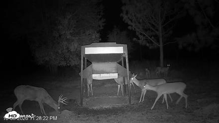 Leesburg Georgia Live Deer Feeder Webcam - Oct 8, 2026, 11:28pm EDT