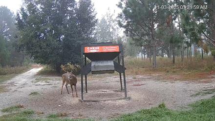Leesburg Georgia Live Deer Feeder Webcam - Nov 3, 2025, 7:21am EST