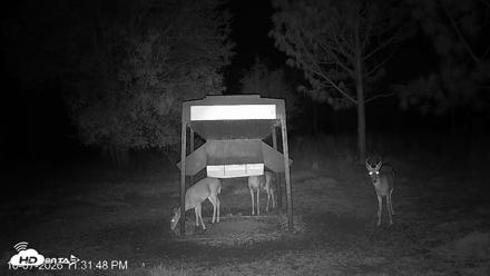 Leesburg Georgia Live Deer Feeder Webcam - Oct 7, 2026, 11:31pm EDT