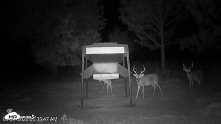 Leesburg Georgia Live Deer Feeder Webcam - Sep 24, 2026, 5:35am EDT