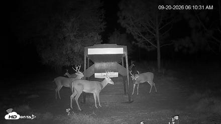Leesburg Georgia Live Deer Feeder Webcam - Sep 20, 2026, 6:10am EDT