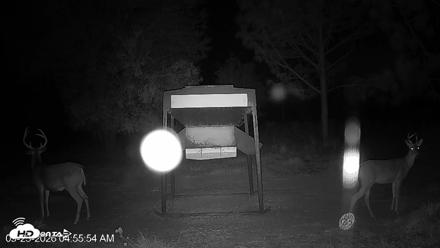 Leesburg Georgia Live Deer Feeder Webcam - Sep 23, 2026, 4:56am EDT