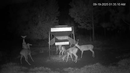 Leesburg Georgia Live Deer Feeder Webcam - Sep 19, 2025, 1:35am EDT
