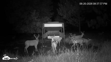 Leesburg Georgia Live Deer Feeder Webcam - Jun 20, 2026, 9:38pm EDT