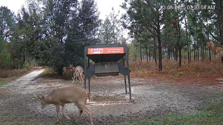 Leesburg Georgia Live Deer Feeder Webcam - Dec 8, 2025, 7:24am EST
