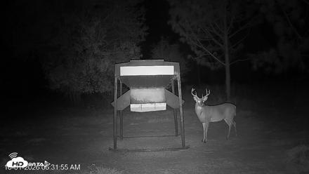 Leesburg Georgia Live Deer Feeder Webcam - Oct 1, 2026, 6:31am EDT