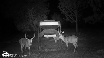 Leesburg Georgia Live Deer Feeder Webcam - Oct 13, 2026, 4:14am EDT