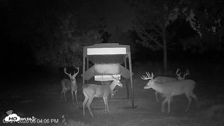 Leesburg Georgia Live Deer Feeder Webcam - Sep 27, 2026, 8:04pm EDT