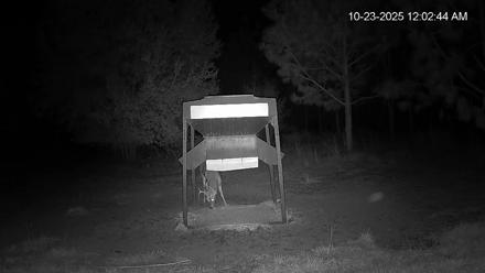 Leesburg Georgia Live Deer Feeder Webcam - Oct 23, 2025, 12:02am EDT