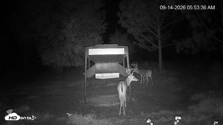 Leesburg Georgia Live Deer Feeder Webcam - Sep 14, 2026, 5:54am EDT