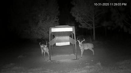 Leesburg Georgia Live Deer Feeder Webcam - Nov 1, 2025, 12:28am EDT
