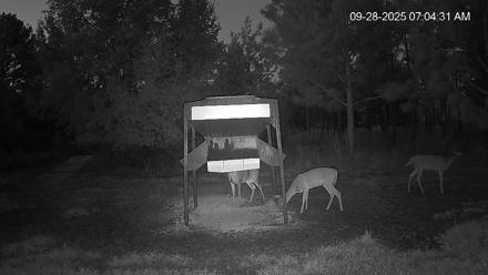 Leesburg Georgia Live Deer Feeder Webcam - Sep 28, 2025, 7:04am EDT